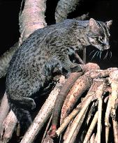 Endangered Iriomote cat said threatened by poisonous toad